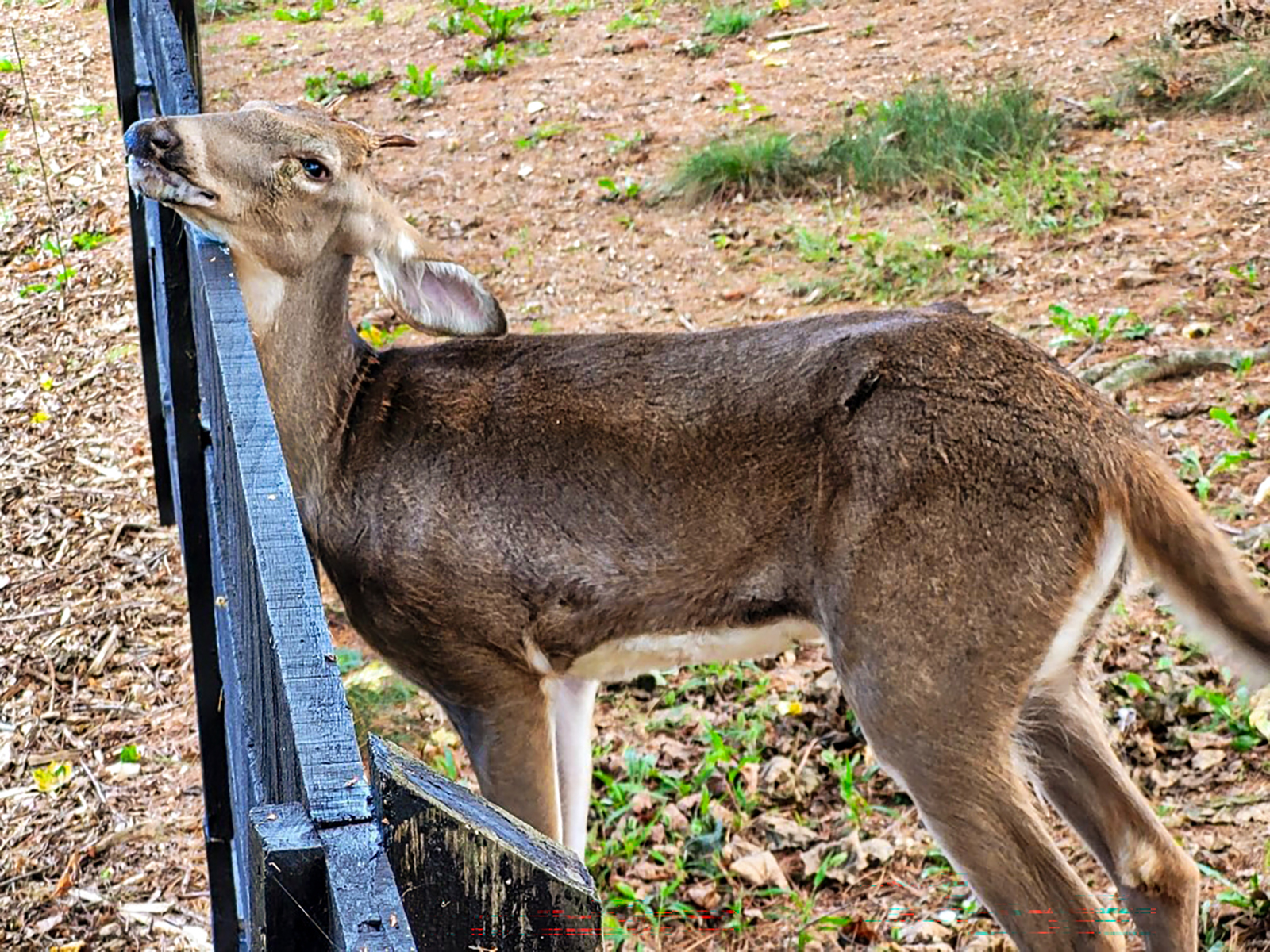 Photo d'un jeune cerf dont la tête est posée sur une clôture.