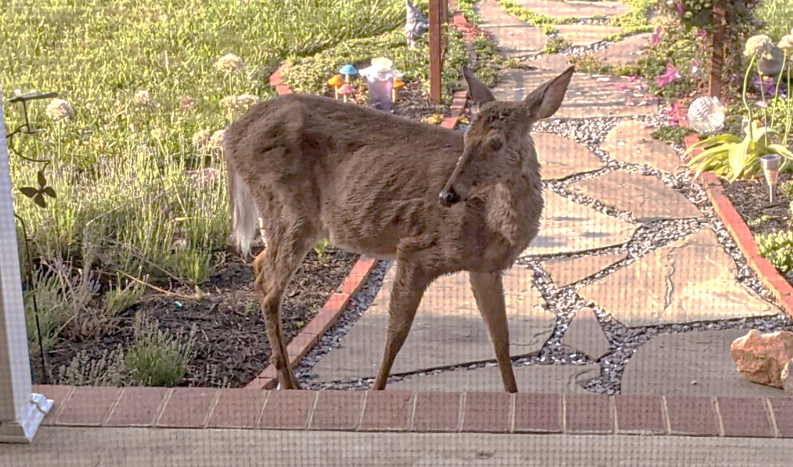 Photo d'un cerf maigre dans la cour avant d'une maison, prise à travers une porte moustiquaire.