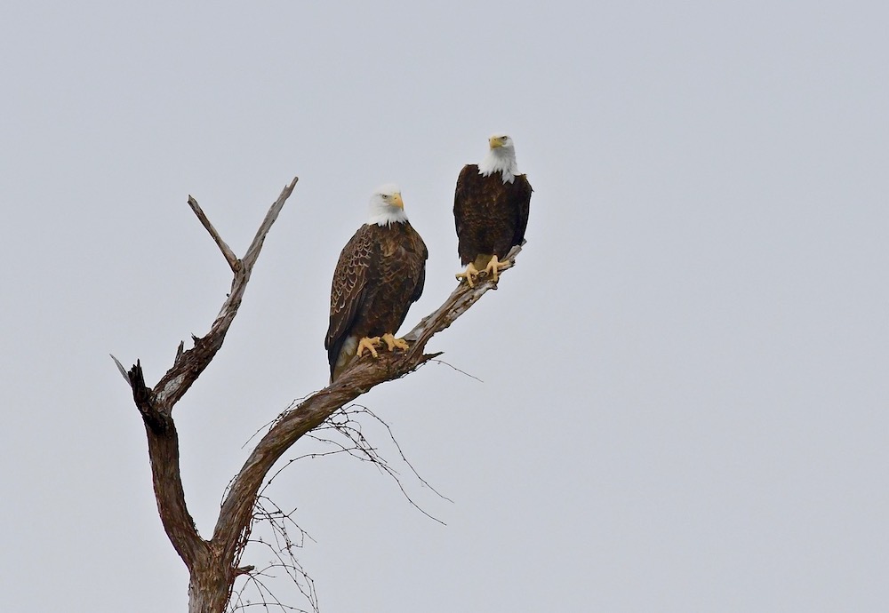 Deux aigles à tête blanche assis sur une branche d'arbre morte, silhouettés dans un ciel gris.