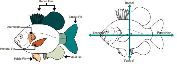 Illustrations d'©Makayla DeVivo – DWR