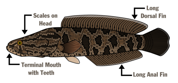 Illustration d'une tête de serpent du Nord présentant l'anatomie - écailles sur la tête, bouche terminale avec des dents, longue nageoire dorsale et longue nageoire anale.