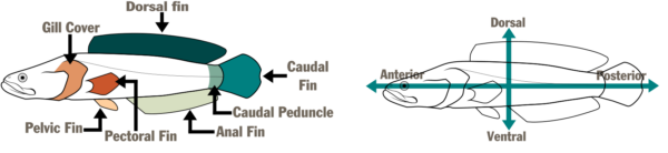 Schéma de deux poissons illustrés. La première, à gauche, nomme les parties du poisson : la couverture branchiale, la nageoire dorsale, la nageoire caudale, le pédoncule caudal, la nageoire anale, la nageoire pectorale et la nageoire pelvienne. La seconde, à droite, comporte une flèche horizontale et une flèche verticale désignant les zones du poisson - antérieure, dorsale, postérieure et ventrale.