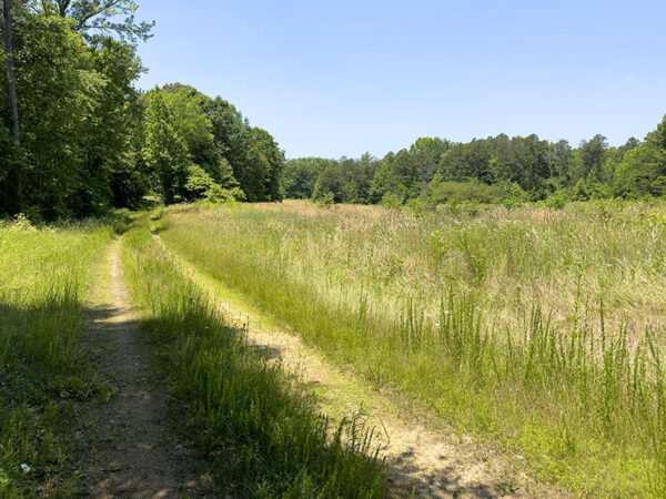 La route forestière de Greenwood.