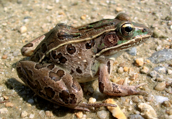 Une image de la grenouille léopard des plaines côtières