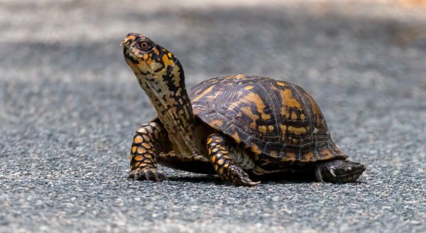 Tortues boîtes des bois sur l’asphalte.