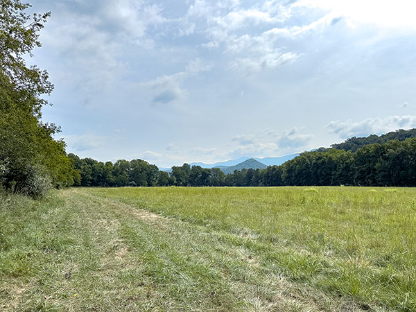 Les phoèbes orientaux bordent les champs comme des sentinelles, tandis que les corbeaux freux crient depuis les arbres dans les champs derrière les bâtiments du couvoir. Crédit photo : Lisa Mease