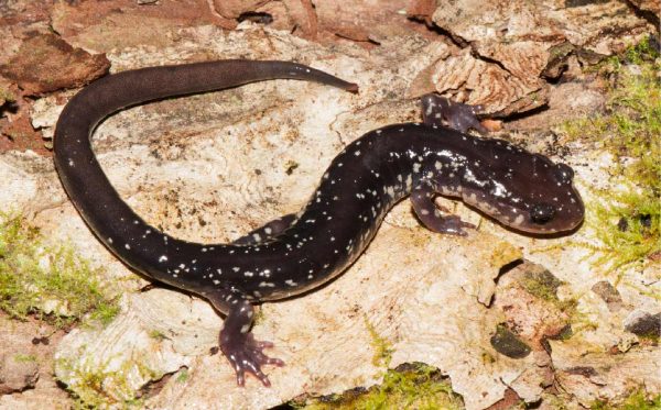 Image de la salamandre de Cow Knob