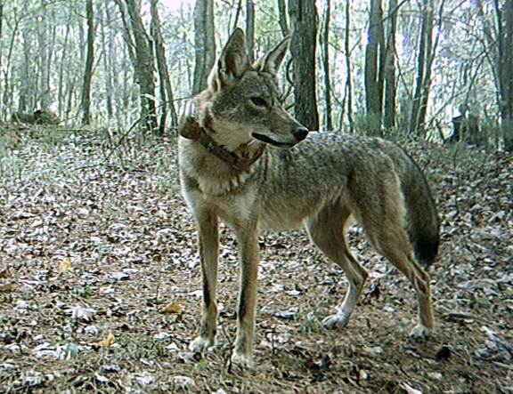 Coyote debout dans une forêt de feuillus portant un collier radio GPS en cuir dans le cadre de l'étude.