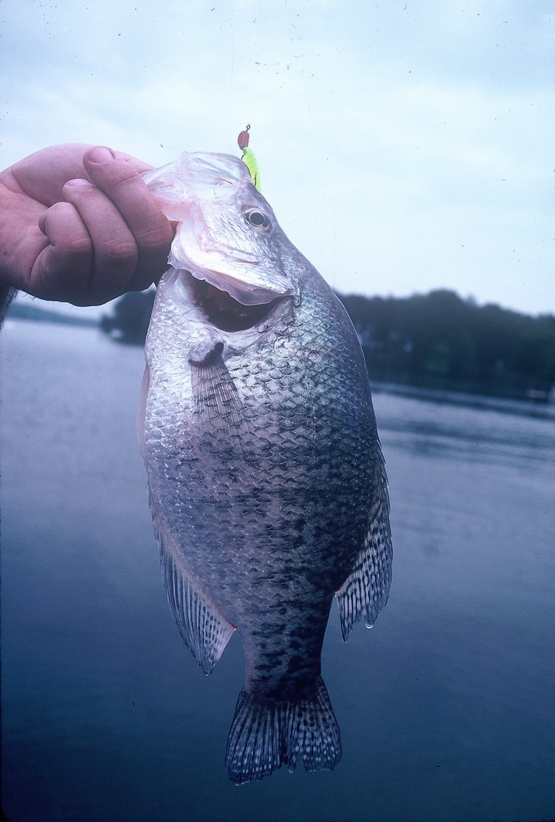Image d'un poisson argenté, la marigane, tenu au-dessus de l'eau lors de sa récente capture.