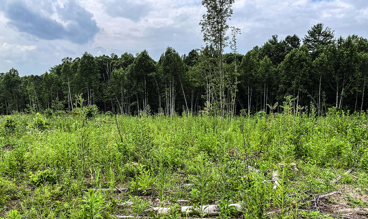 Image d'un peuplement de pins qui a été coupé à blanc pour produire un habitat de succession dans lequel les cerfs peuvent se nourrir.