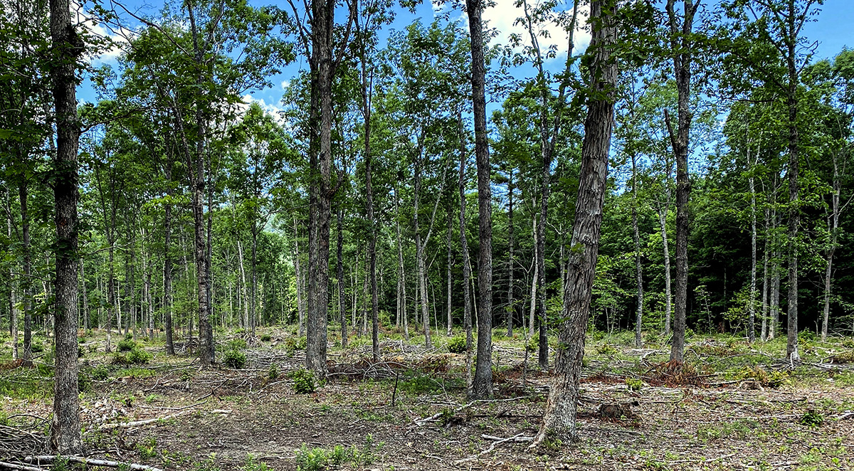Image d'une forêt à couvert fermé qui a été éclaircie pour permettre la croissance d'un couvert végétal.