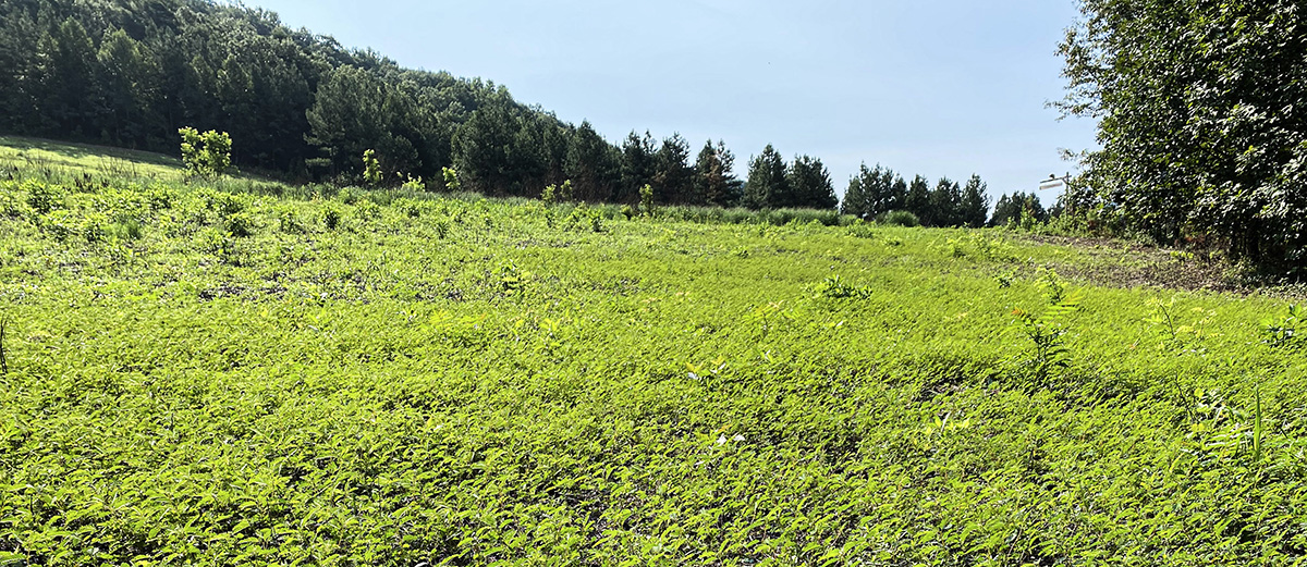 Une zone de fétuque qui a été pulvérisée et brûlée, ce qui a permis à la perdrix indigène de dominer la région.