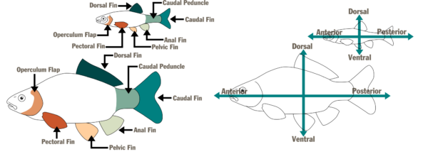 Illustrations d'©Makayla DeVivo – DWR