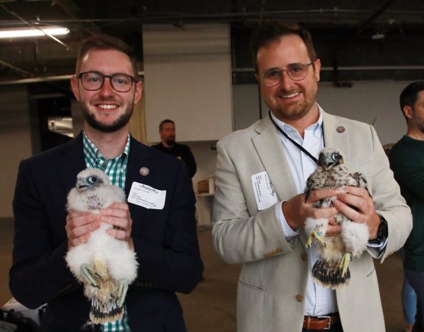 Poussins du Faucon pèlerin après le baguage (femelle à gauche, mâle à droite)