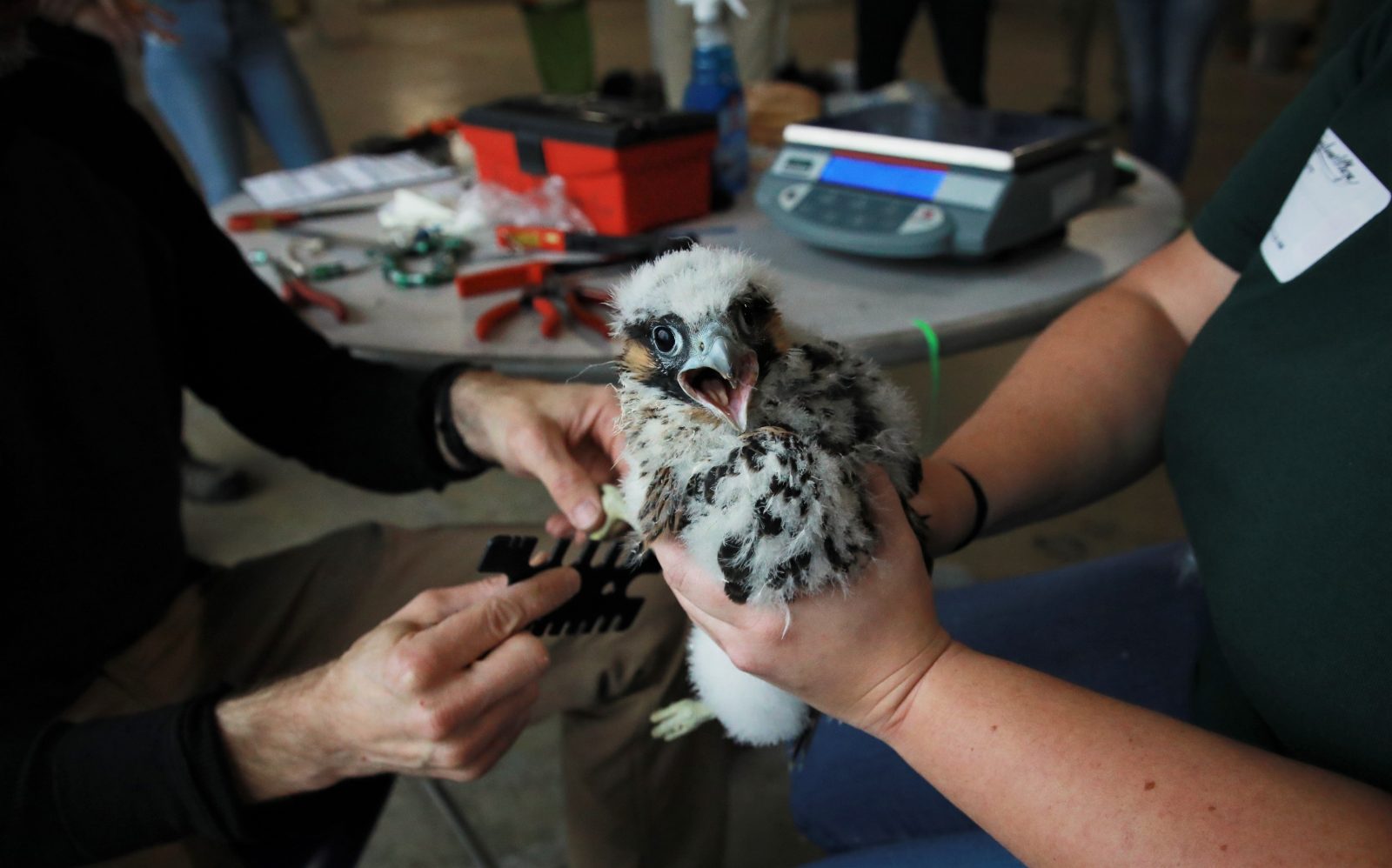 Une jauge de pattes est utilisée sur l'un des poussins pour déterminer son sexe et la taille de sa bague.