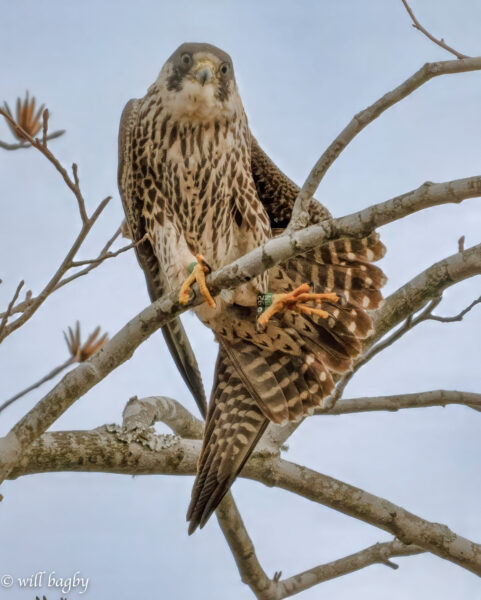 92Le faucon /BN ("Red" de la couvée 2024 ) s'étire sur une branche d'arbre.