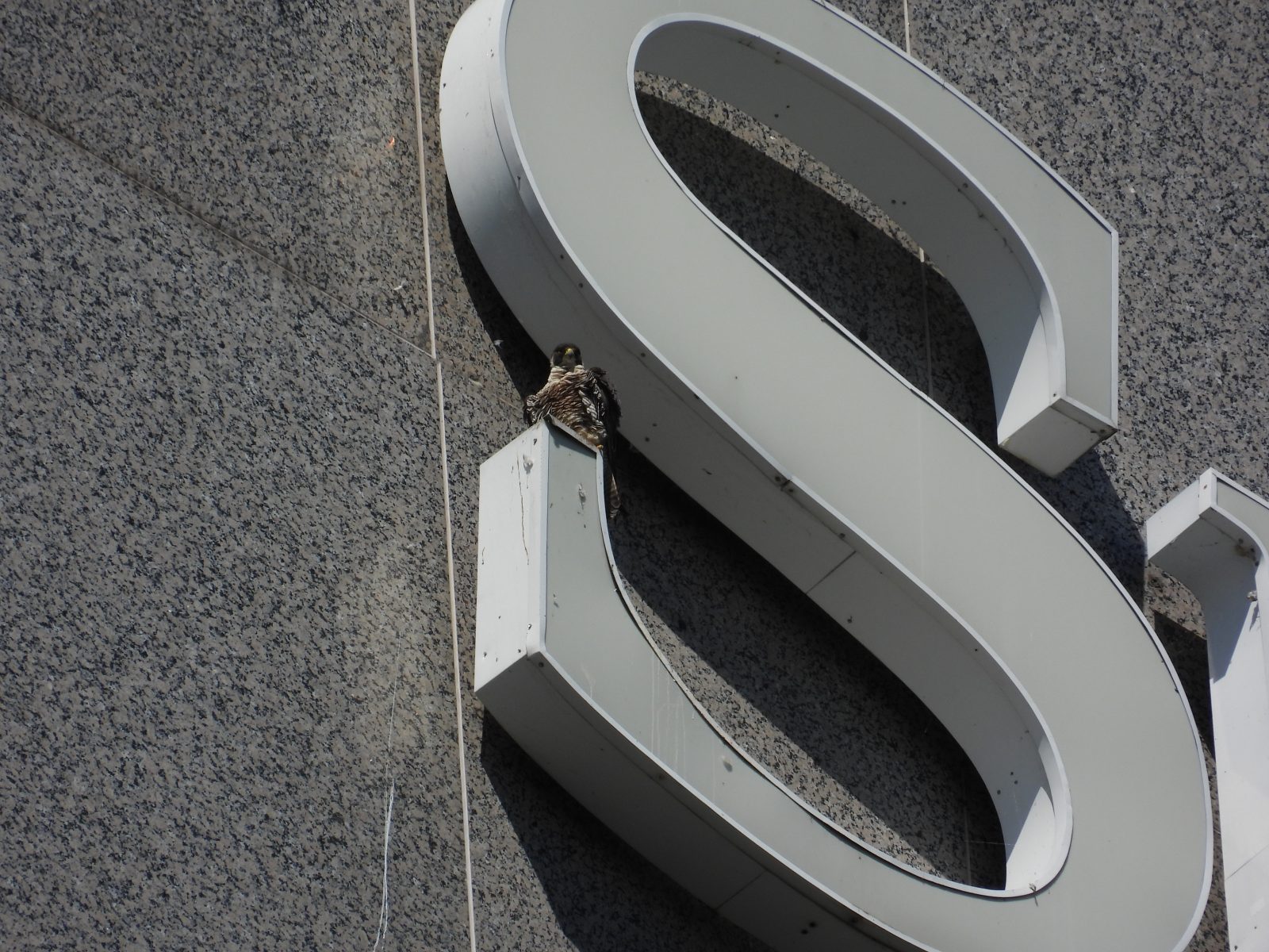 Femelle adulte perchée au sommet d'une des enseignes du bâtiment SunTrust.