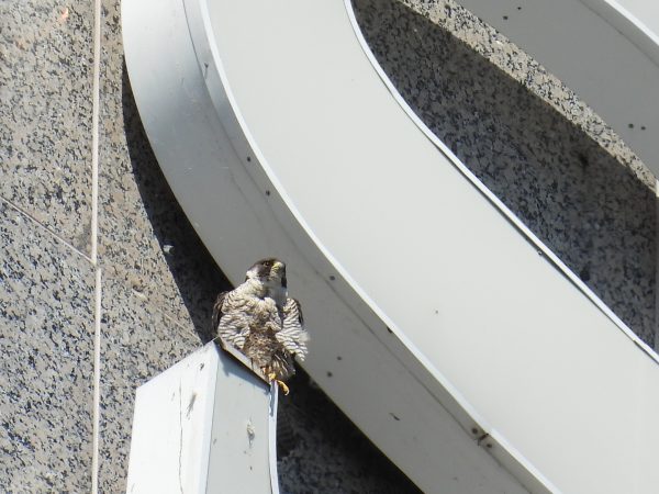 Image d'un poussin de faucon pèlerin sur le site "S" du Suntrust Building.
