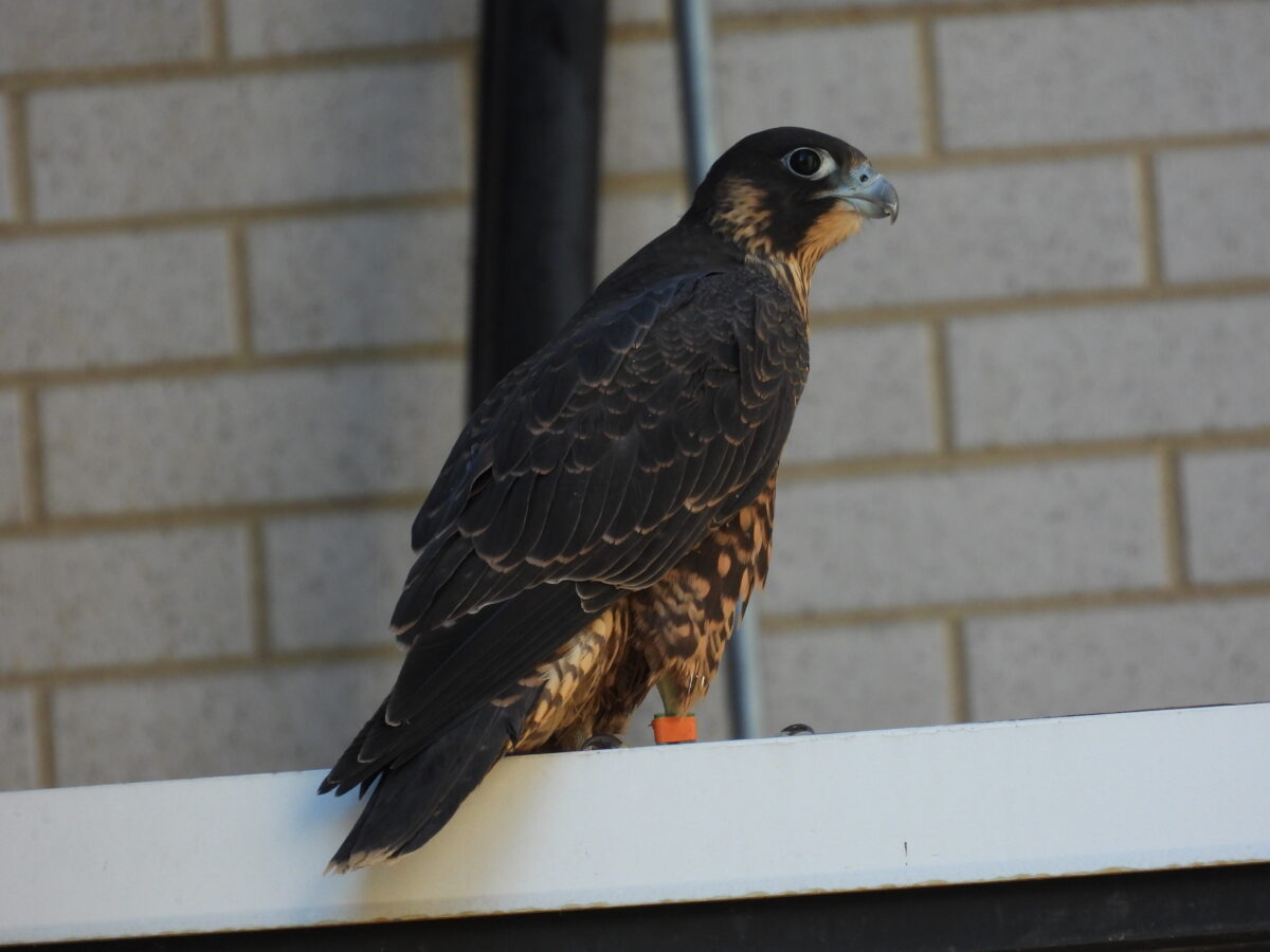 Orange" vu juste avant de s'envoler vers le parking de la Towne Bank