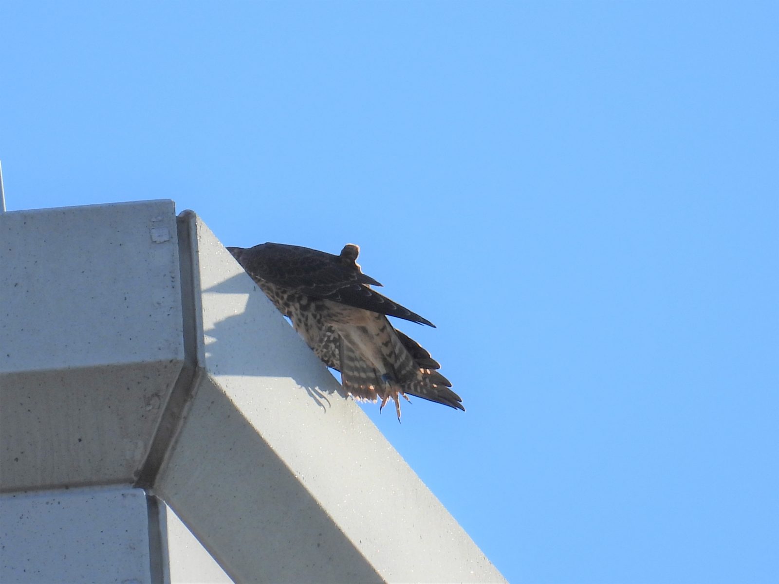 Jeune homme (bleu) avec le pied tendu permettant son identification.