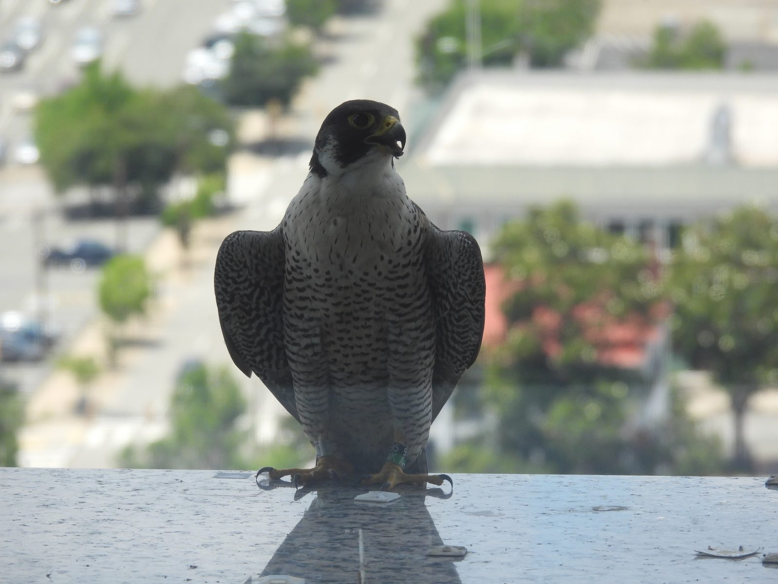 Femelle adulte sur la corniche ouest du bâtiment SunTrust.