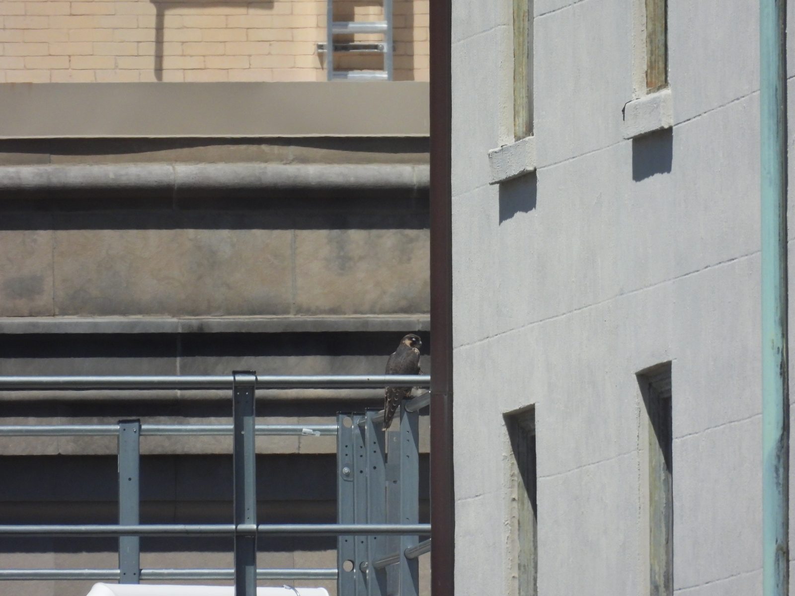 Femelle juvénile (orange) perchée sur le toit du bâtiment situé immédiatement à l'ouest du bâtiment SunTrust.