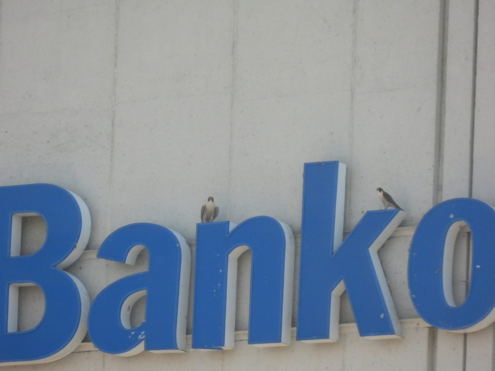 Femelle adulte (à gauche) et mâle adulte (à droite) perchés au sommet de l'enseigne orientée vers l'ouest du bâtiment de la Bank of America.