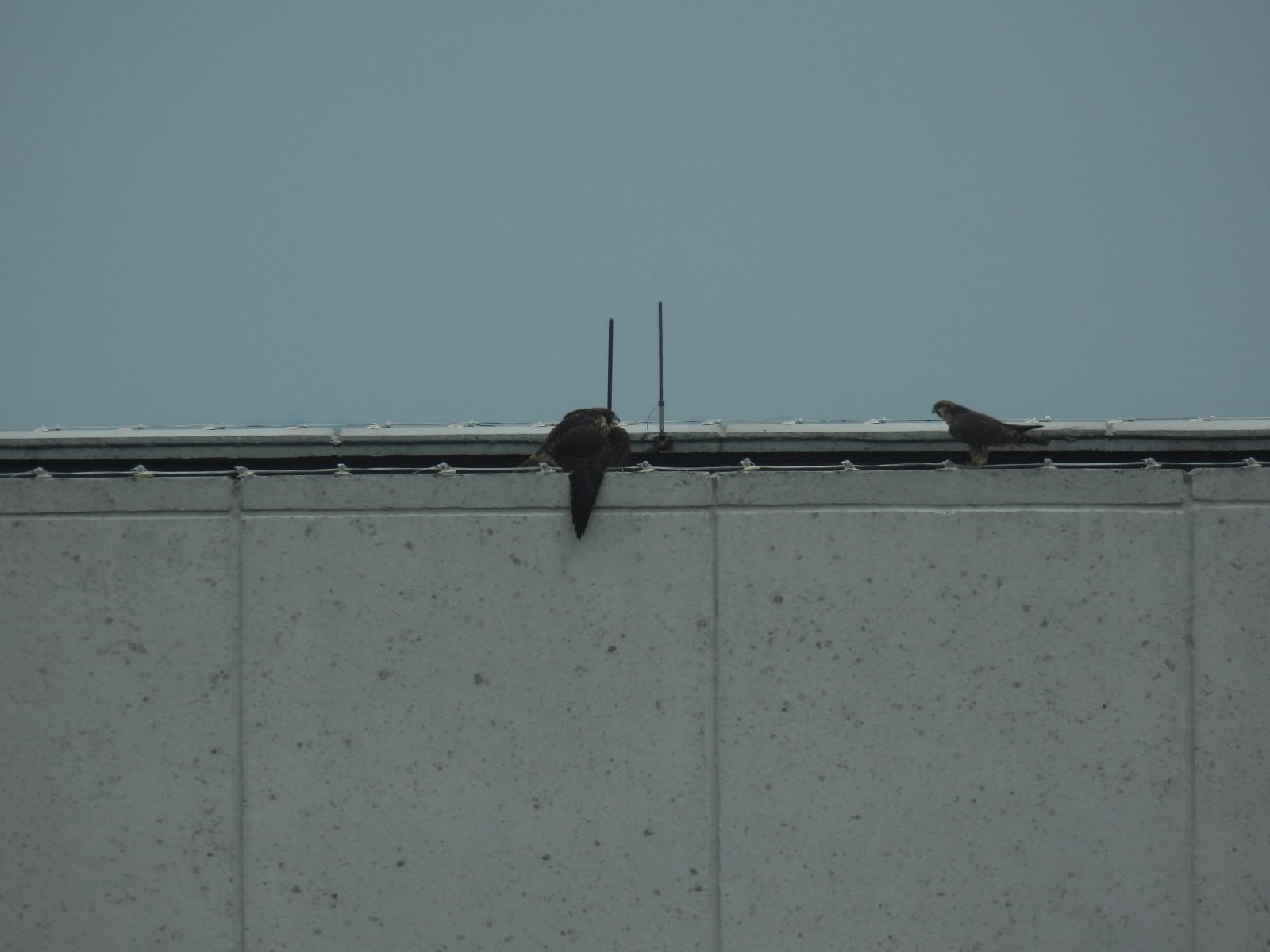 Le rouge (à droite) s'approche du jaune (à gauche) pendant qu'il vocalise et adopte une position défensive.