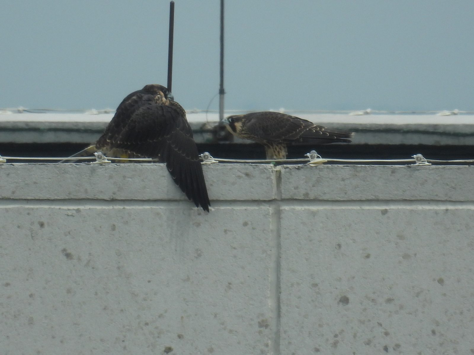 Le rouge (à droite) se rapproche du jaune (à gauche) et s'incline plusieurs fois devant lui, tandis qu'il reste en position défensive.
