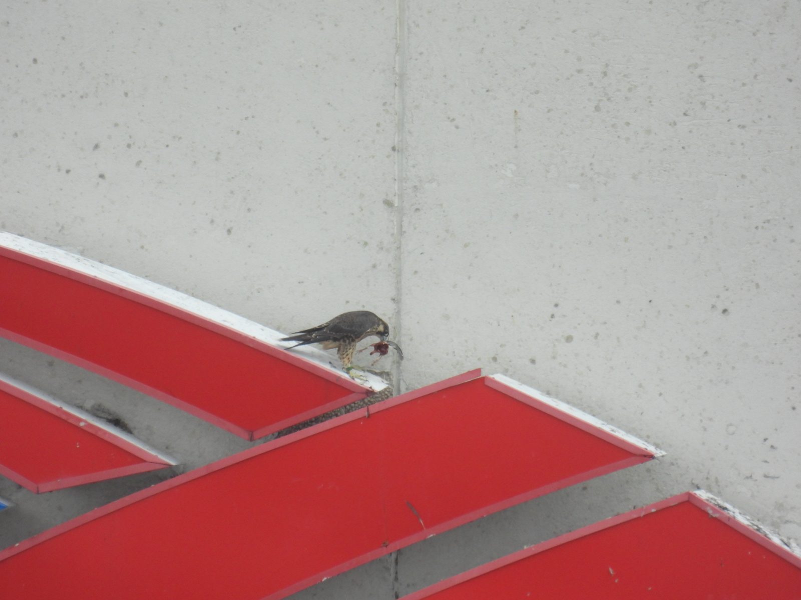 Rouge, dont le ruban adhésif coloré est tombé, avec une proie au sommet de l'enseigne de la Bank of America.