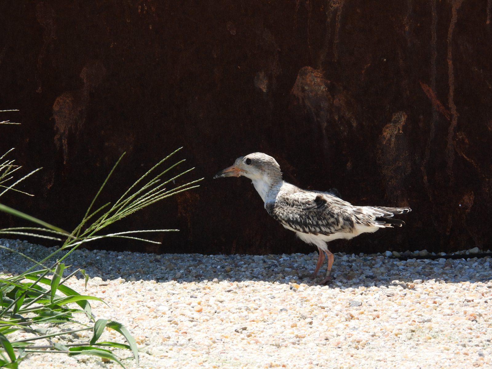 Poussin de skimmer noir observé lors de notre enquête et qui n'avait pas encore pris son envol.