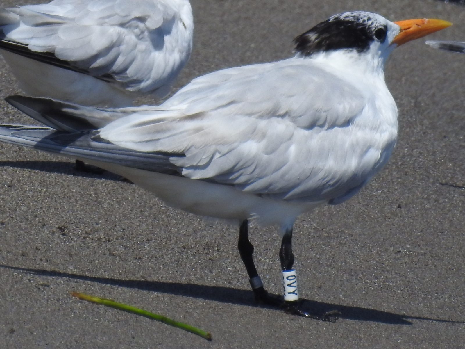 Un regard plus attentif sur le poussin de sterne royale bagué qui a été repéré en août de 2021 près de l'embouchure de la rivière Cangrejal au Honduras.