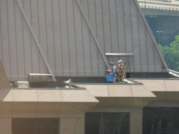 Le personnel du DWR ramène les oisillons dans leur nichoir.