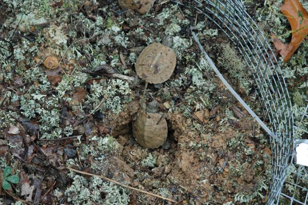 Image de deux tortues des bois en train d'éclore à l'intérieur d'un conteneur en filet protégé qui entoure leur site de nidification.
