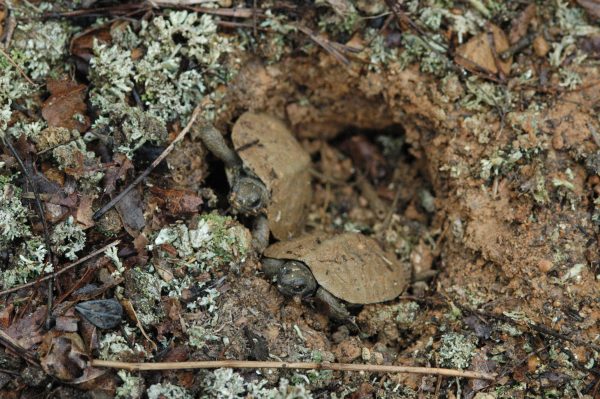 Image de deux petites tortues des bois émergeant d'un trou de boue recouvert de lichen ; elles sont petites et brunes, sans reflets jaunes.