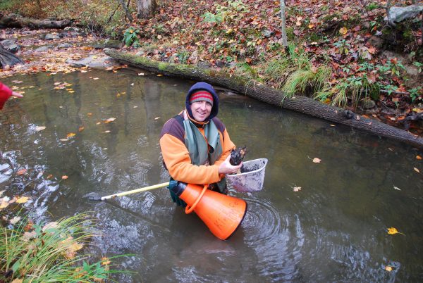 Un biologiste se tenant dans un cours d'eau avec un filet tenant une tortue des bois qui a été capturée pendant l'étude.