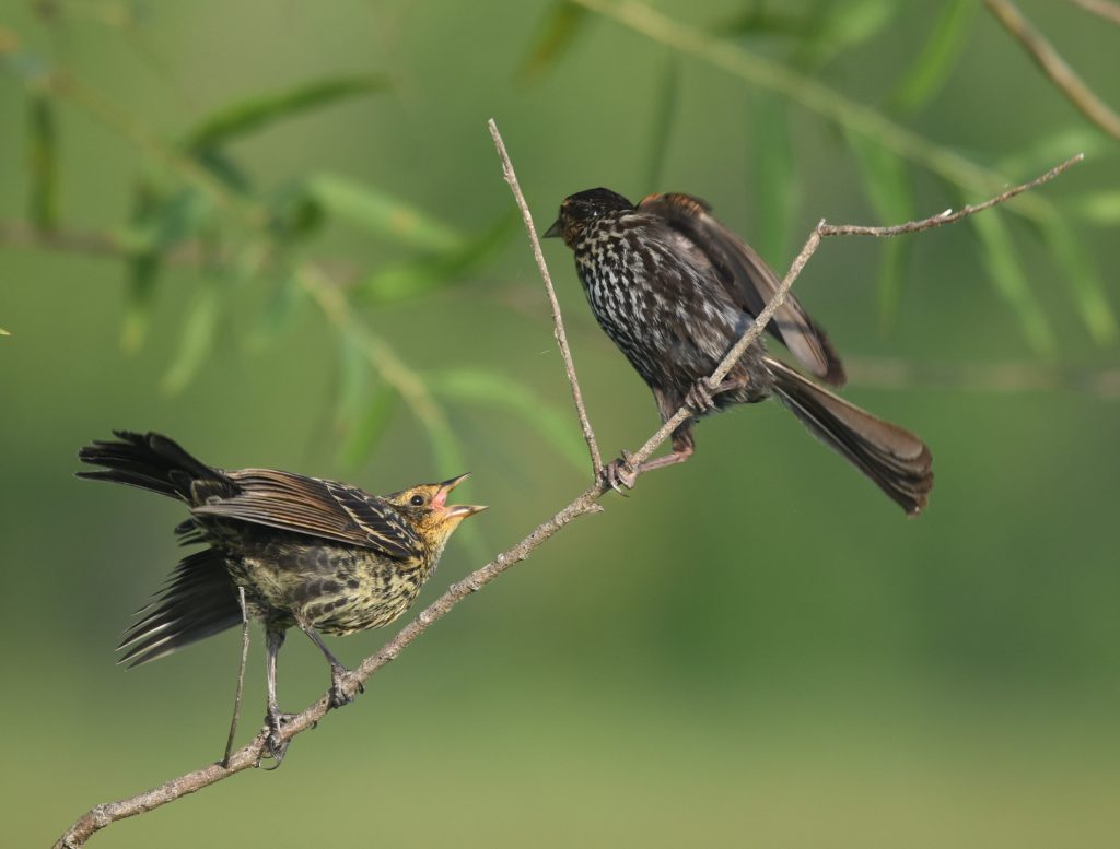 Image de deux carouges à épaulettes juvéniles