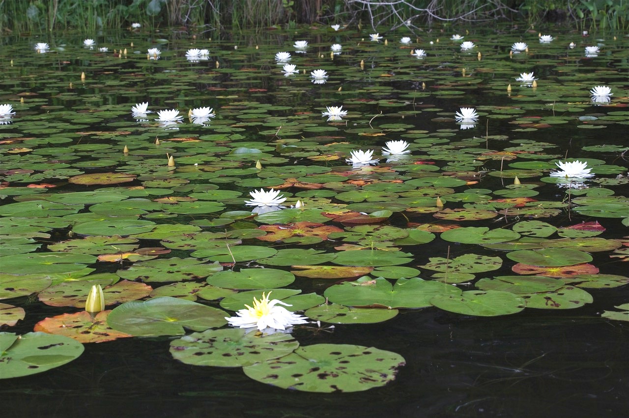 Image d'une mer de nénuphars comme on en trouve sur les bords de la rivière Mattaponi.