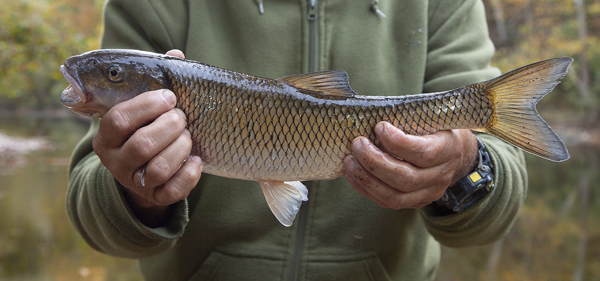 Image d'un dauphin de taille record tenu par le pêcheur qui l'a attrapé.