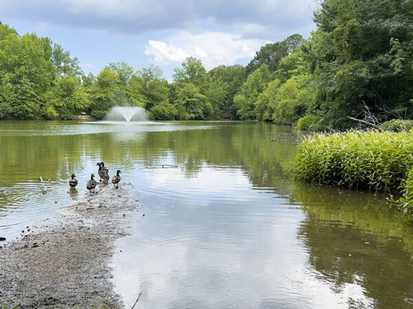 Des colverts mâles passant du plumage d'éclipse au plumage de reproduction se réfugient sur l'un des lacs. Crédit photo : Lisa Mease