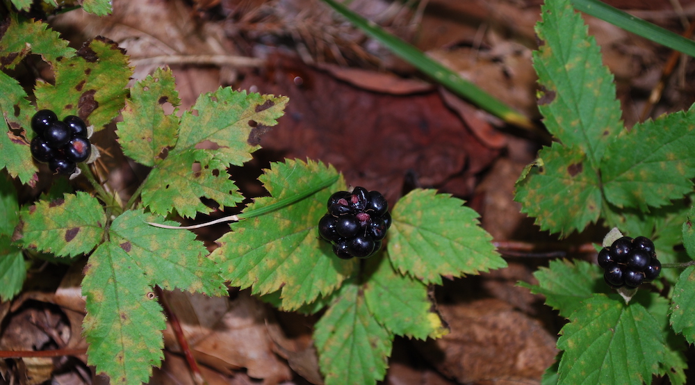 Image de baies de rosée qui sont petites, noires et brillantes à côté de leurs feuilles striées notables.