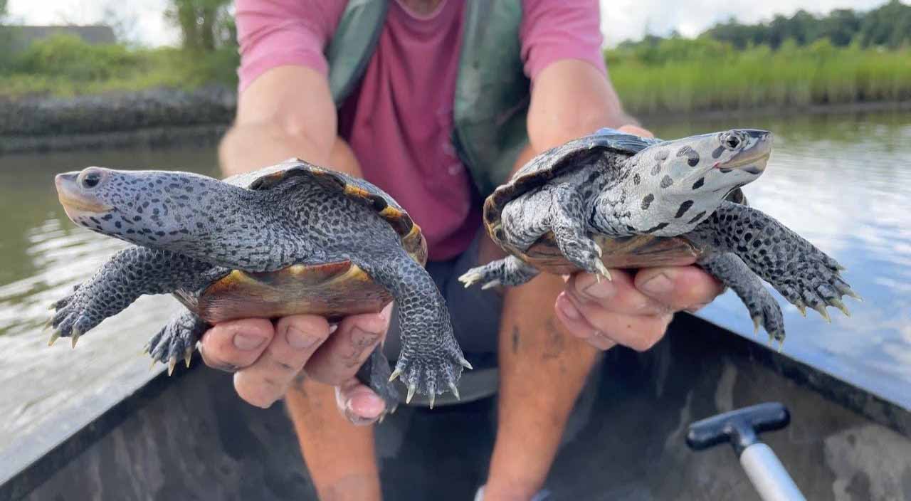 Une personne tenant deux tortues terrapin avec différentes taches, une dans chaque main, alors qu'elle se trouve dans son canoë.