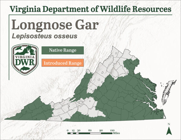Le garrot à long bec se trouve dans des régions éparses de la Virginie, principalement dans les régions les plus orientales et les plus septentrionales de l'État.
