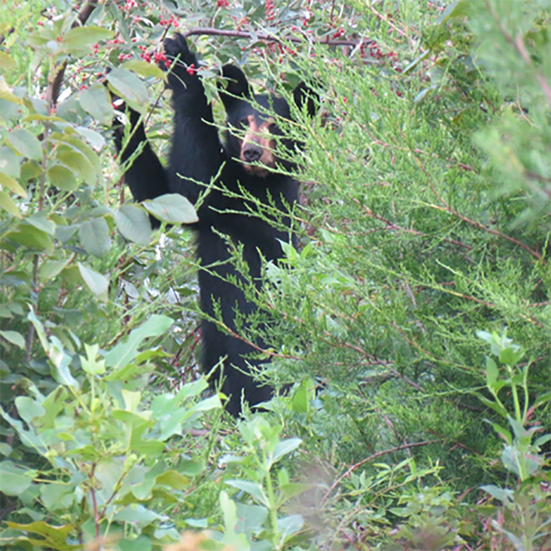 Image d'un ours noir se dressant sur ses pattes arrière pour atteindre les baies des oliviers d'automne et regardant vers le photographe.