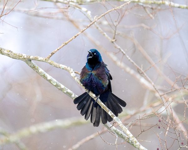 Cliquez pour agrandir l'image