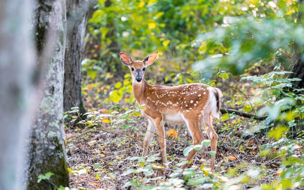 Cliquez pour agrandir l'image