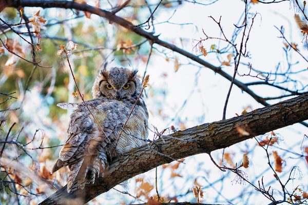 Cliquez pour agrandir l'image