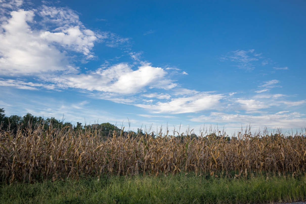 Image d'un champ de maïs