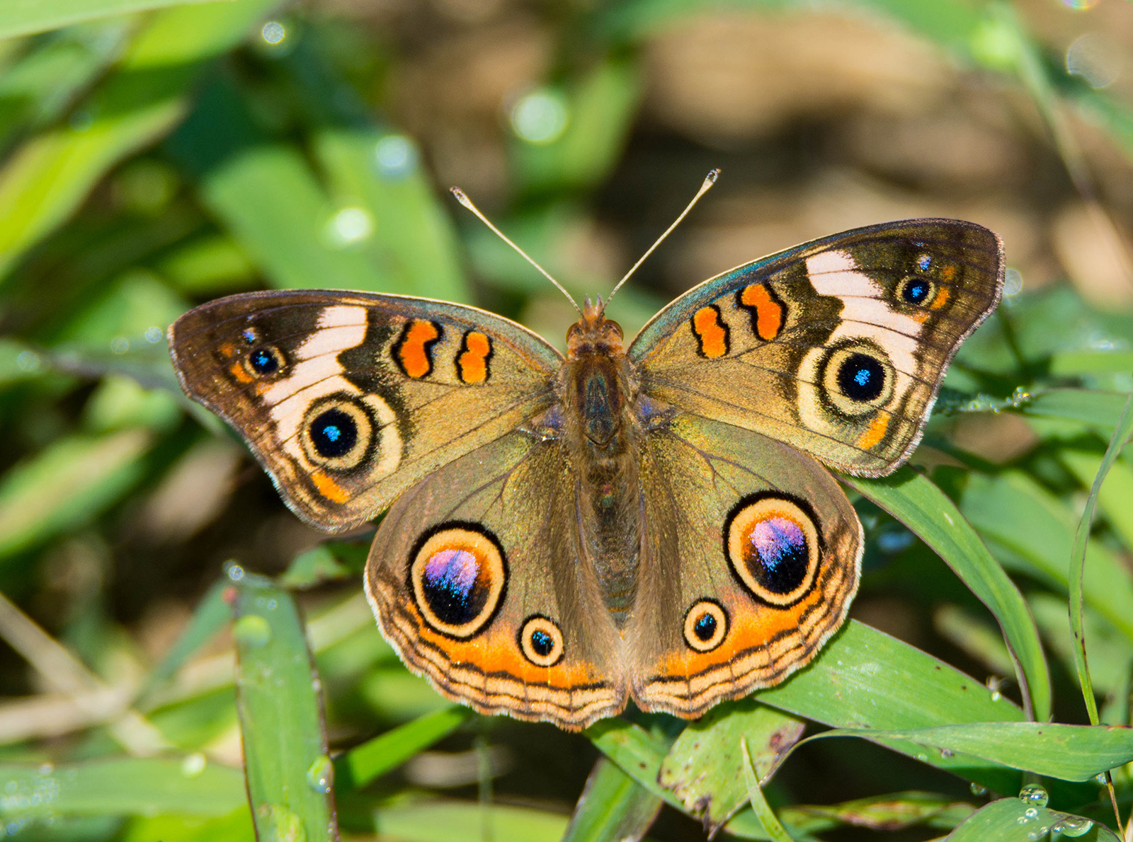 Photo en gros plan d'un papillon avec des taches orange, violettes et noires sur des ailes brunes.