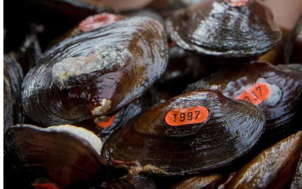 Des moules épineuses de James propagées sont plantées sur un site de réintroduction. Photo prise par ©Meghan Marchetti - DWR